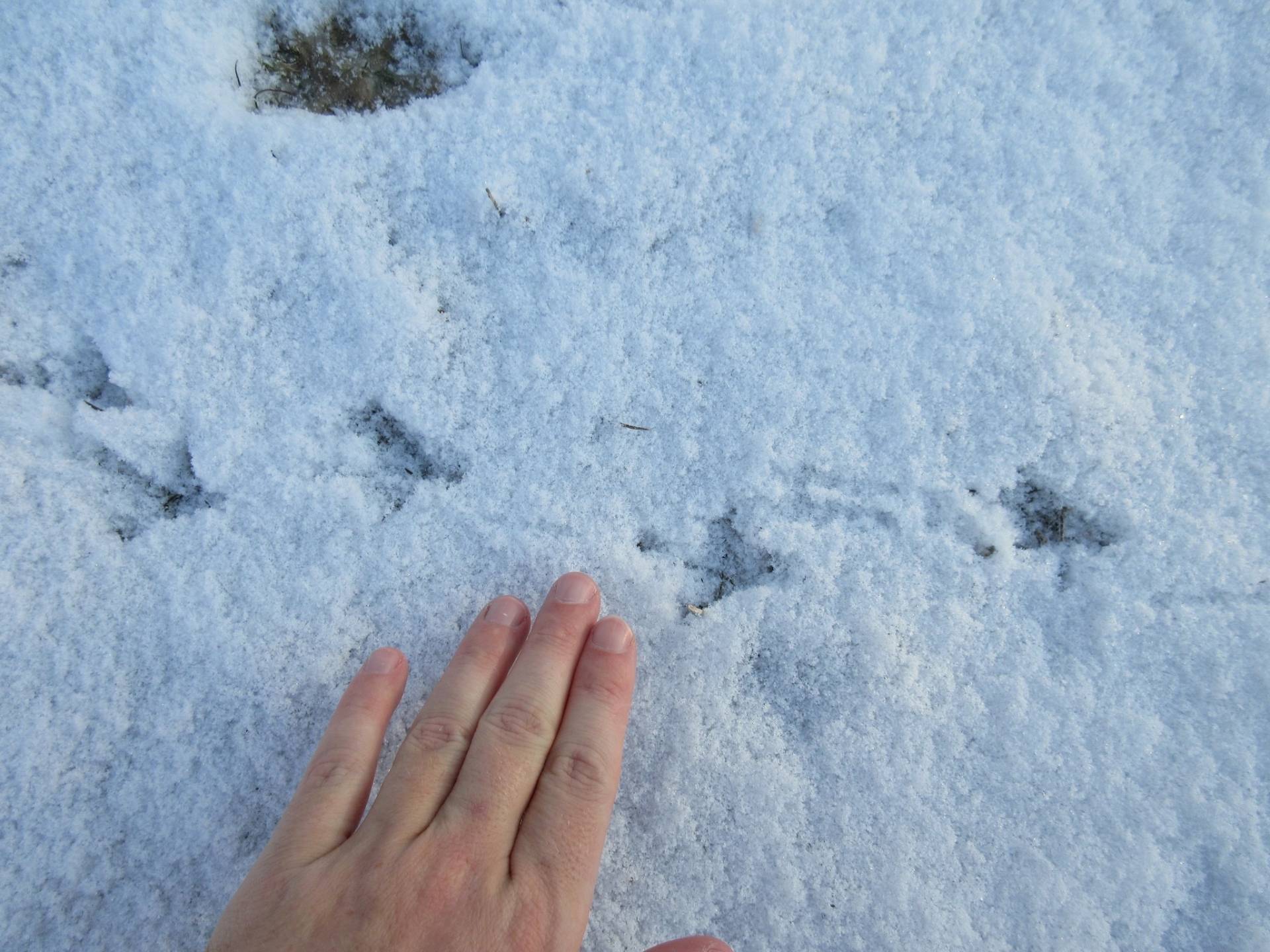 american woodcock, bécasse d'amérique, chocha americana by Jeremy Hussell is licensed under CC BY-NC 4.0.